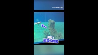 【火眼金睛】海生館人魚表演 阿伯：這隻公的啦 #Shorts