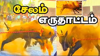 எருதாட்டம் eruthattam Salem Amman Kovil Patti 20/01/2025