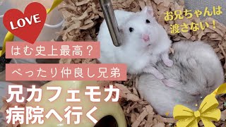 兄カフェモカ、病院へ行く～はむ史上最高？べったりの仲良し兄弟【ジャンガリアンハムスター】