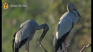 EP54. Asian openbill bird It's amazing to protect a little baby in the nest.