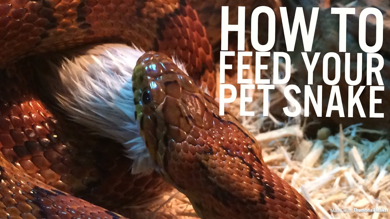How To Feed Your Pet Snake Youtube