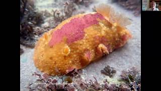 Cornish sea slugs part 1 with Heather Buttivant