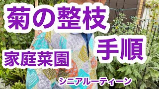 菊の整枝の手順、家庭菜園、シニアルーティーン