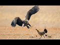 How Eagle Attack chicken