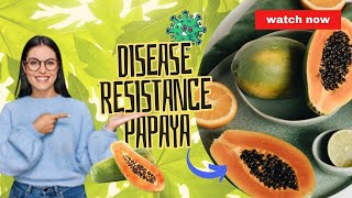 How the Rainbow Papaya Saved the Tropical Harvest: A Tale of Genetic Ingenuity