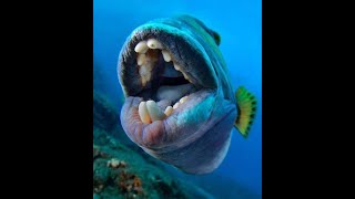 Angry Triggerfish Attack