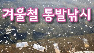 겨울철 통발낚시 #개사료 #닭사료