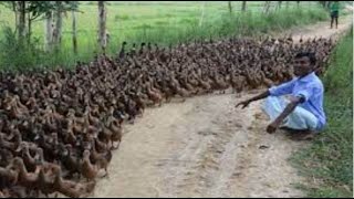 Duck Farming In Atrai River Duck Farming In Mohadebpur atrai river Duck Farming Part 1