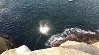 Cliff Jumping Off La Jolla Shores