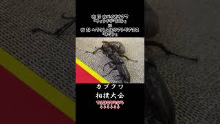 ホペイオオクワガタ ウィンドドラゴン vs ヘラクレスエクアトリアヌス キリン #虫バトル #昆虫バトル #カブトムシ