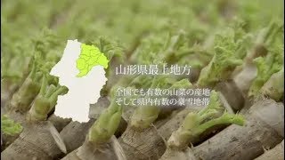 最上山菜PR動画ー雪国で春をつくるー