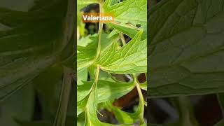 MEDICINA PREVENTIVA/ VALERIANA