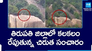 చంద్రగిరి మండలం గ్రామాల పరిధిలో చిరుత || Leopard, Chirutha Wandering In Tirupati Dist | @SakshiTV