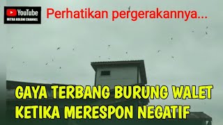 Bentuk respon negatif burung walet ketika bermanufer di lmb.