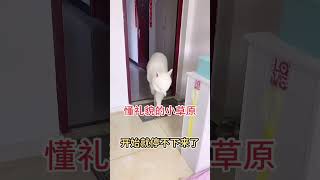 【小草原同学】懂事又有礼貌的小草原#shortsvideo #羊驼