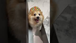 Còn mùng còn tết nha #pets #cute #eovivlog #corgi #funny #vdog #cutedog #xuhuong #doglife #animals