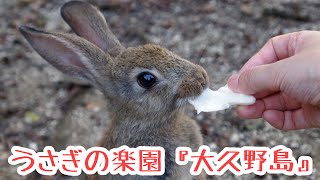 ウサギの楽園『大久野島』Island of RABBITs in Japan(SETOUCHI)