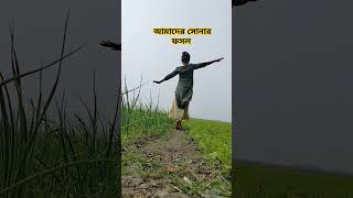 আজ মাঠে পেঁয়াজ কলি তুলতে গিয়ে #youtube#shortsvideo#shortsvairal#subscribe