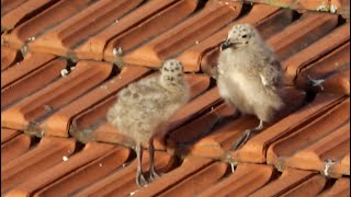 親鳥の愛情！雷を伴う大雨でヒナが流されそう！めっちゃ心配なカモメの親子！