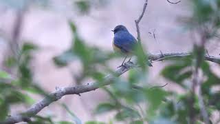 ルリビタキ　令和３年１月撮影＠自然観察公園