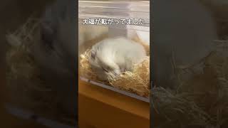 大福が寝てる#ハムスター #ハムスターのいる生活 #hamsters #cute #cuteanimal #kawaii #かわいい#癒し