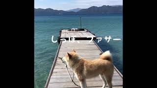 【秋田犬】すーちゃん、初めての田沢湖。【Akitainu】Suchan  at  lake  TAZAWA