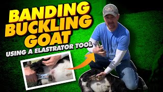 🐐 Banding Buckling Goat Tutorial On The Homestead Using a Elastrator Tool