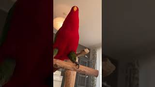 Red birb🍅wuewuewuewue x2