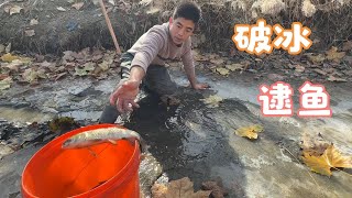 农村老家天气寒冷，地头小水坑干涸了，大哥破冰徒手抓鱼，过瘾！【我的农村365】