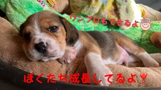 [ビーグル]成長中の子犬たち(ルビー)