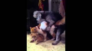 Dog Cat Mating
