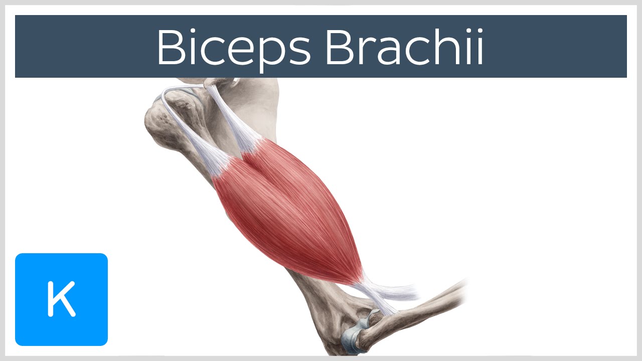 Biceps Brachii Muscle Origins Actions Human Anatomy Kenhub
