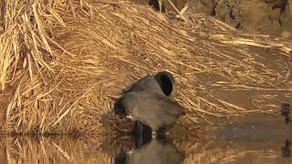 I0148　大分川　毛づくろい　オオバン　Oita River　Grooming　Coot