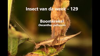 Insect van de Week 129: Boomkrekel