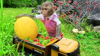 Farmer Bim Bim and wife drive truck to harvest fruits