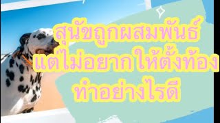 ไม่อยากให้หมาท้อง!! สุนัขผสมพันธ์โดยไม่ตั้งใจ แต่ไม่อยากให้ท้อง ต้องทำอย่างไร by Thai Pet Academy