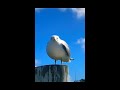 screaming seagull