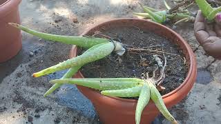 ಆಲೋವೆರಾ ಗಿಡದ ಮಾಹಿತಿ ಹಾಗೂ repot/how to grow aloevera and care tips