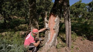 There's A Lot Of Science In That Wine Cork! See How They're Made!