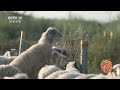 中国三农报道 宁夏盐池：庆丰收 “滩羊选美”热闹上演 农业致富经 agriculture and farming