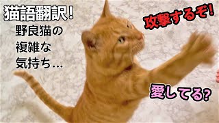 野良猫の気持ちを猫語翻訳アプリで聞いてみたら…!? 前半(にゃんトーク)