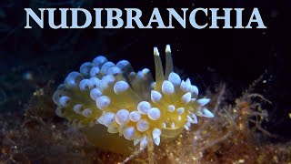 Nudibranchia - 100 described species Nudibranchs \u0026 Sea Slugs