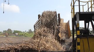 How sugar is made from sugarcane , how sugarcane processed to make ethanol , modern agriculture