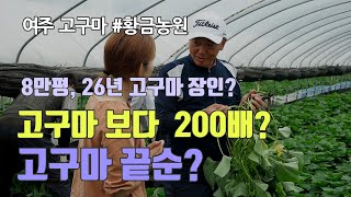 [여주 황금농원] 26년 고구마 장인의 예비귀농인을 위한 조언, 그리고 고구마 줄기에 대하여~