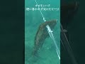 タコに墨を吐かれても動じず【魚突き】＃shorts　spearfishing