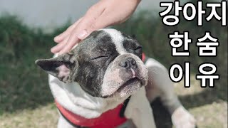 #강아지 한숨 이유? Why do dogs sigh? #네이월 #강아지정보 #puppytip