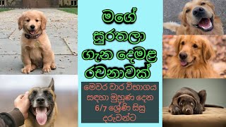 මගේ සුරතලා ගැන දෙමලින්/என் செல்லப்பிராணியைப் பற்றி தமிழில் ஒரு கட்டுரை/Essay in tamil about my pet