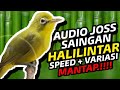 Joss Kecial Kuning Saingan HALILINTAR 154cc Speed + Variasi Mantap.!!! | PEPADU KECIAL