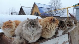 Котики спасенные с улицы, разные -  счастливые.