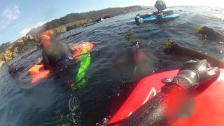 Diving at Stillwater Cove in Salt Point, CA